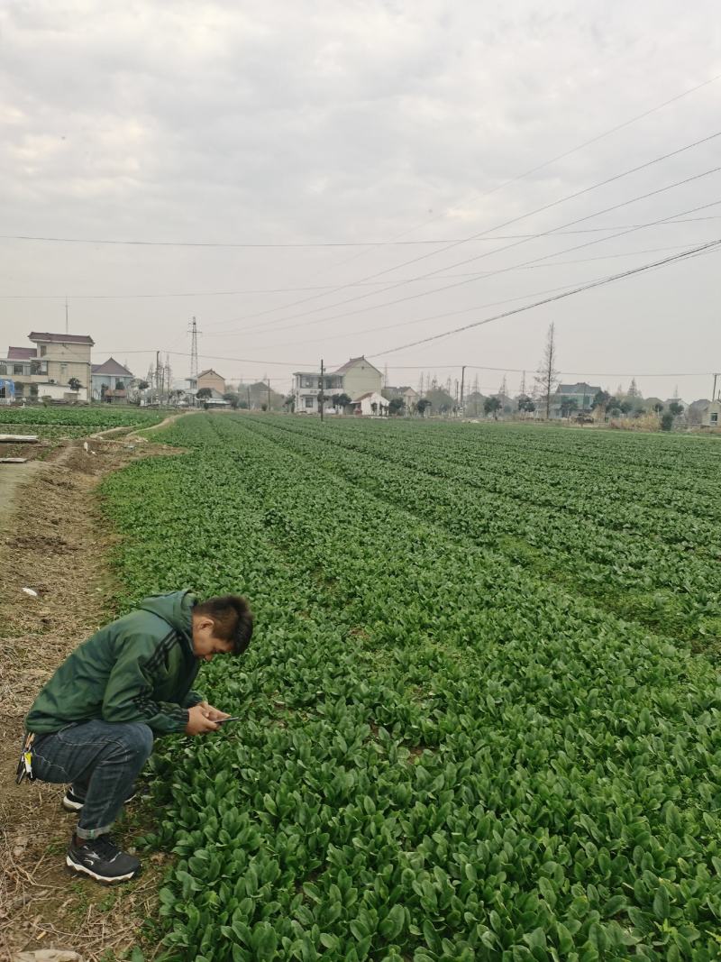 精品南通本直立小波菜，大叶菠菜趴地菠菜，可持续性供货，