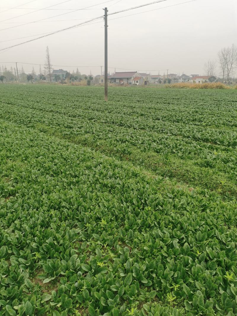 精品南通本直立小波菜，大叶菠菜趴地菠菜，可持续性供货，