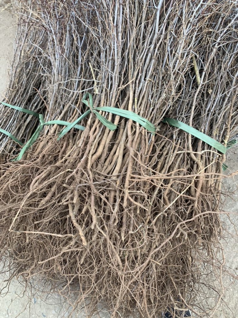 酸枣苗。双仁酸枣苗，药用酸枣苗，酸枣树苗现挖现发