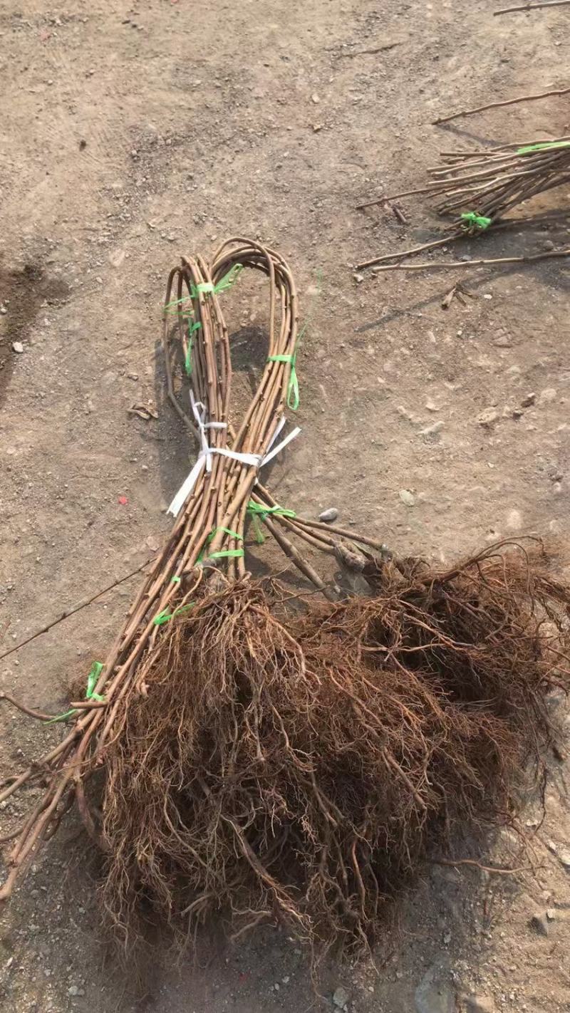 辽宁产地批发奇异莓苗软枣猕猴桃嫁接苗实生苗品质保证