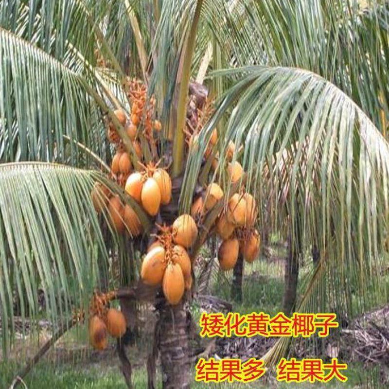 新品泰国矮化香水椰子苗矮化金椰苗可盆栽地栽庭院抗寒南北方