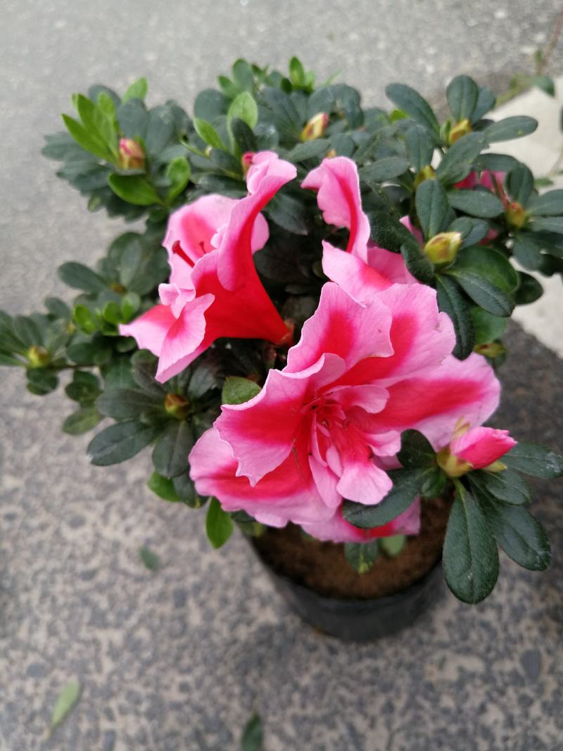 杜鹃花盆栽杜鹃花苗新品花卉绿植映山红杜鹃花