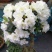 杜鹃花盆栽杜鹃花苗新品花卉绿植映山红杜鹃花