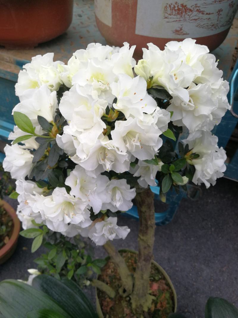 杜鹃花盆栽杜鹃花苗新品花卉绿植映山红杜鹃花