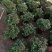 杜鹃花盆栽杜鹃花苗新品花卉绿植映山红杜鹃花