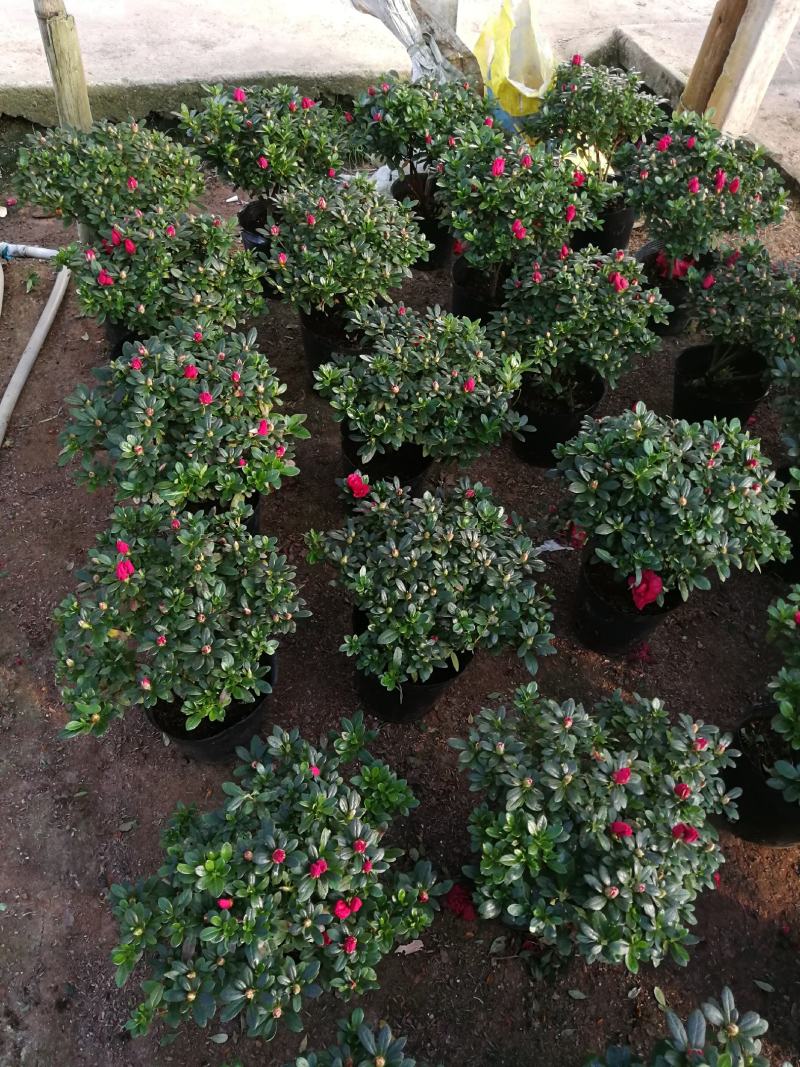 杜鹃花盆栽杜鹃花苗新品花卉绿植映山红杜鹃花