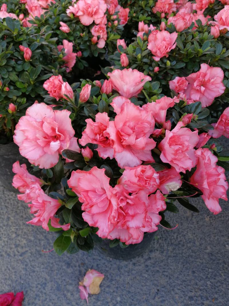 杜鹃花盆栽杜鹃花苗新品花卉绿植映山红杜鹃花