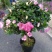杜鹃花盆栽杜鹃花苗新品花卉绿植映山红杜鹃花