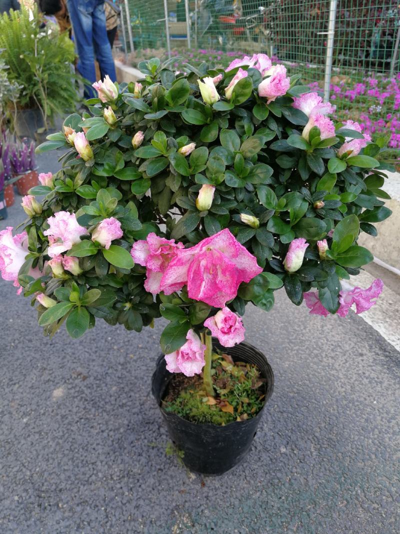 杜鹃花盆栽杜鹃花苗新品花卉绿植映山红杜鹃花