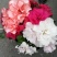杜鹃花盆栽杜鹃花苗新品花卉绿植映山红杜鹃花
