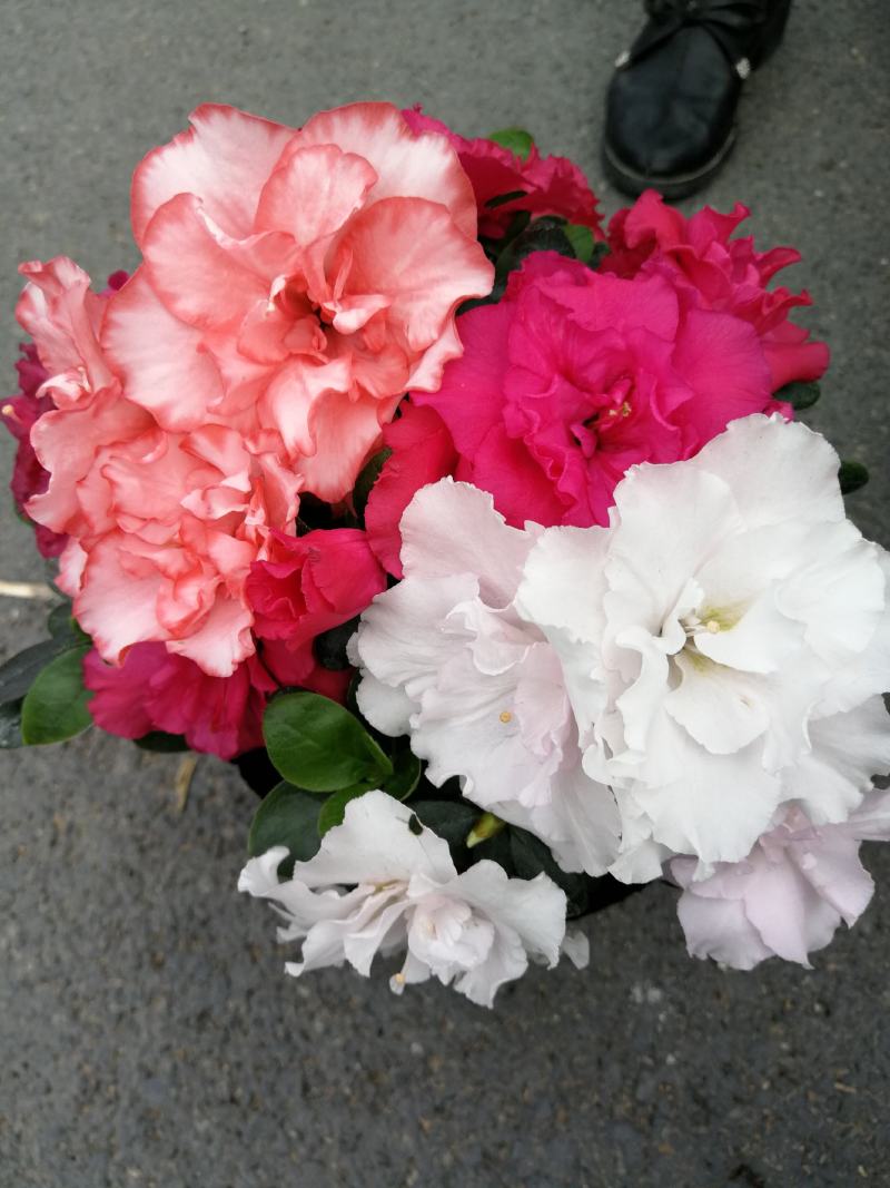 杜鹃花盆栽杜鹃花苗新品花卉绿植映山红杜鹃花