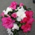 杜鹃花盆栽杜鹃花苗新品花卉绿植映山红杜鹃花