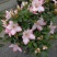 杜鹃花盆栽杜鹃花苗新品花卉绿植映山红杜鹃花