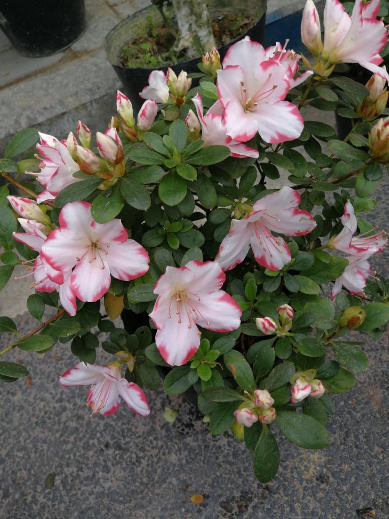 杜鹃花盆栽杜鹃花苗新品花卉绿植映山红杜鹃花