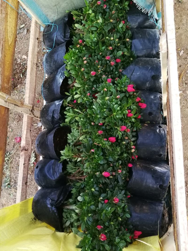 杜鹃花盆栽杜鹃花苗新品花卉绿植映山红杜鹃花
