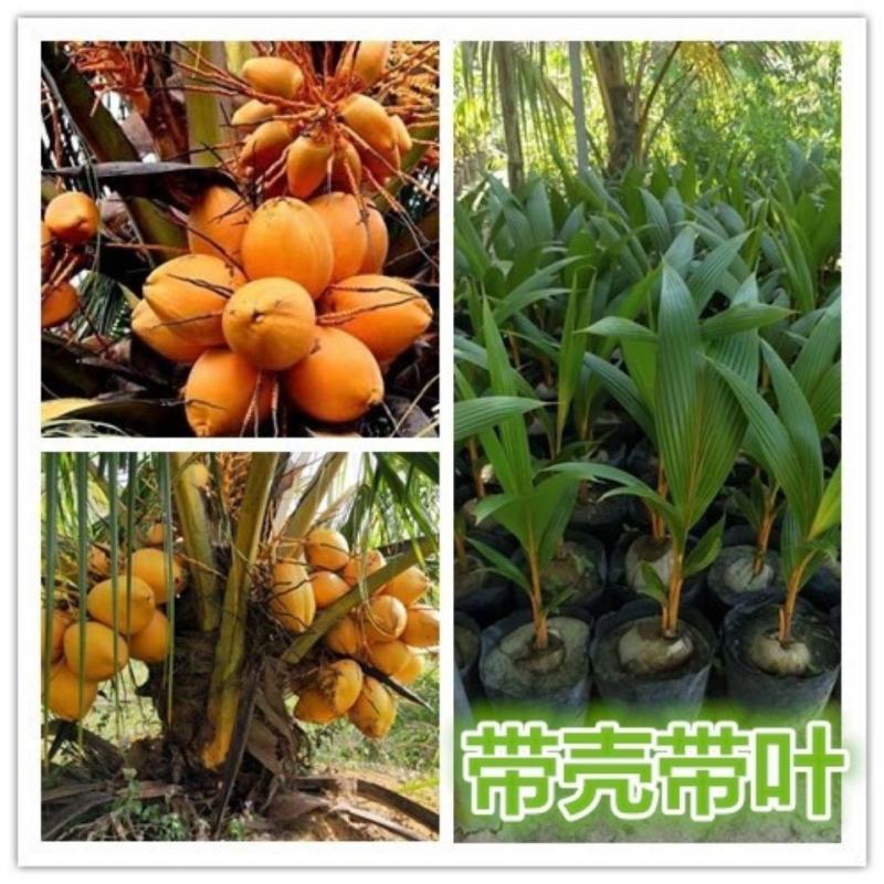 新品泰国矮化香水椰子苗矮化金椰苗可盆栽地栽庭院抗寒南北方
