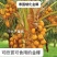 新品泰国矮化香水椰子苗矮化金椰苗可盆栽地栽庭院抗寒南北方