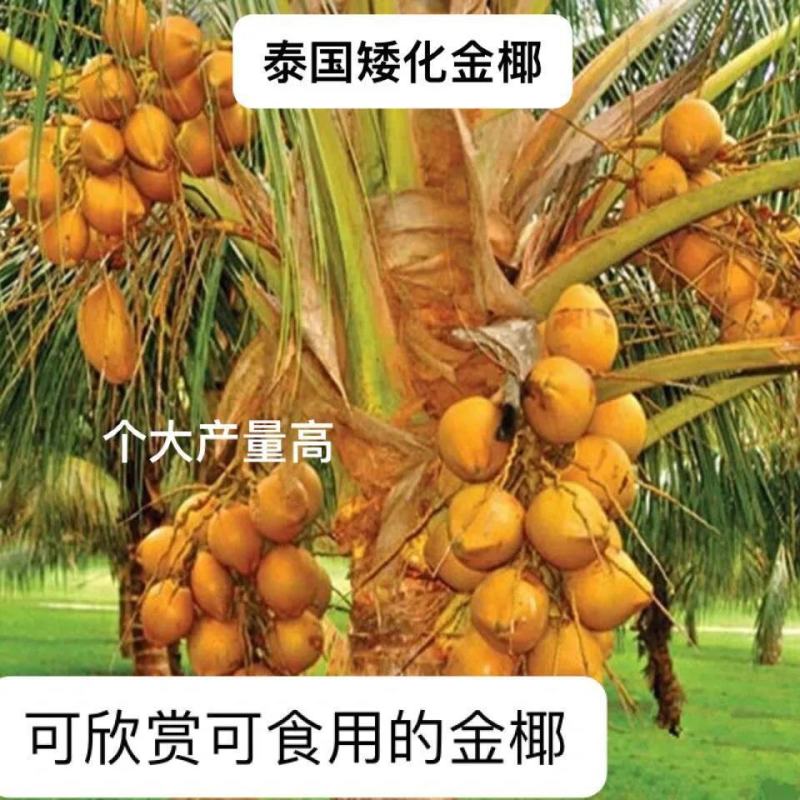 新品泰国矮化香水椰子苗矮化金椰苗可盆栽地栽庭院抗寒南北方