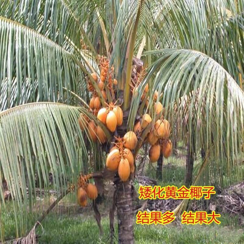 新品泰国矮化香水椰子苗矮化金椰苗可盆栽地栽庭院抗寒南北方