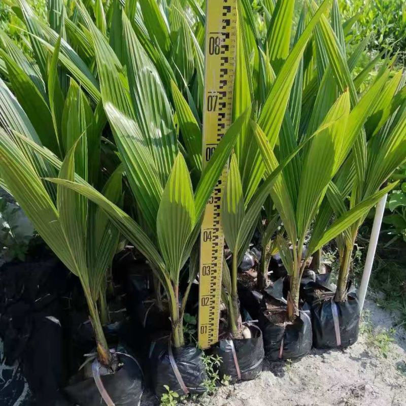 新品泰国矮化香水椰子苗矮化金椰苗可盆栽地栽庭院抗寒南北方