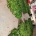 空心菜苗自产自销批发客户，大量有货，量大从优，价格便宜，