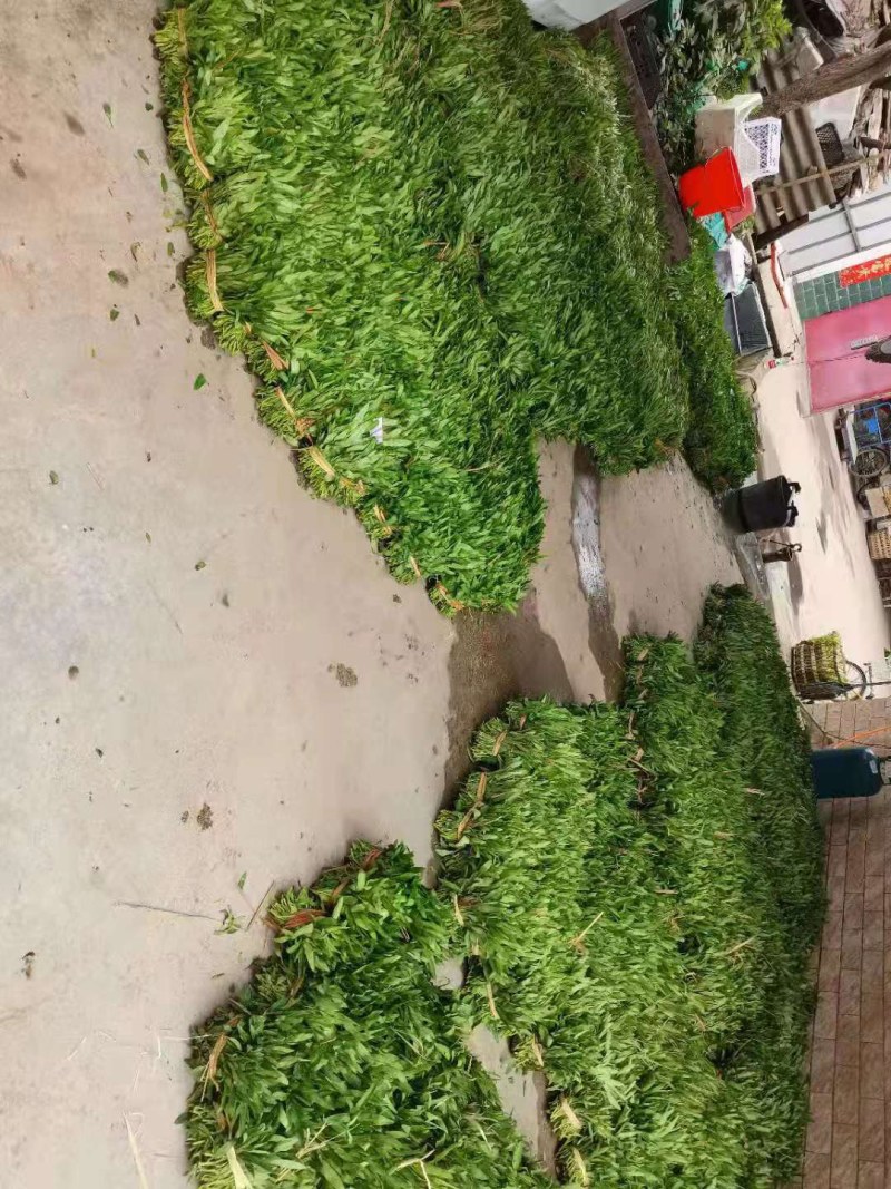 空心菜苗自产自销批发客户，大量有货，量大从优，价格便宜，