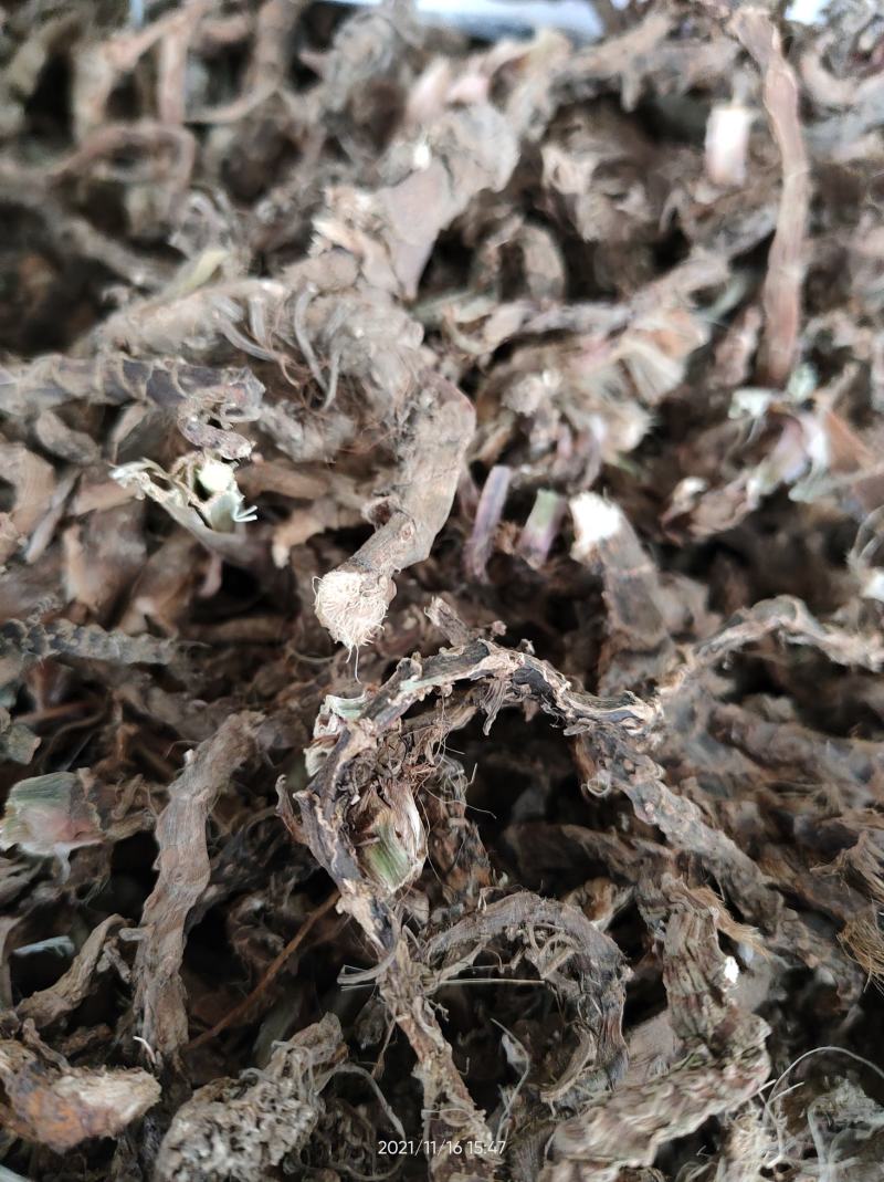 广西正品石菖蒲石菖卜