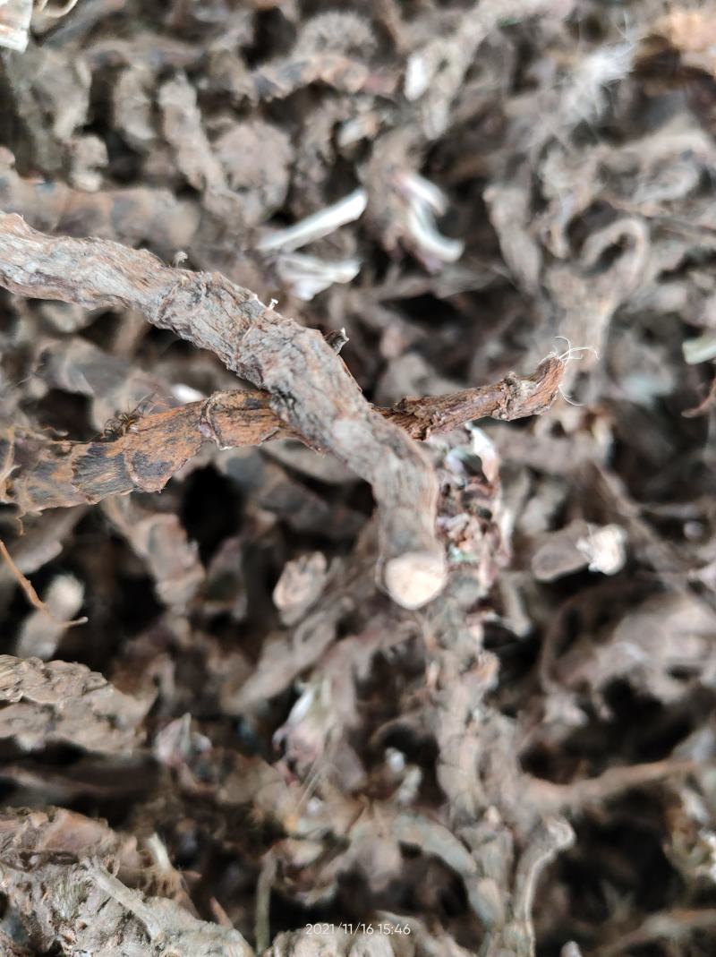 广西正品石菖蒲石菖卜