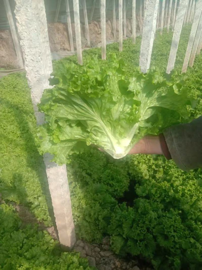 叶生菜