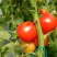 西红柿🍅