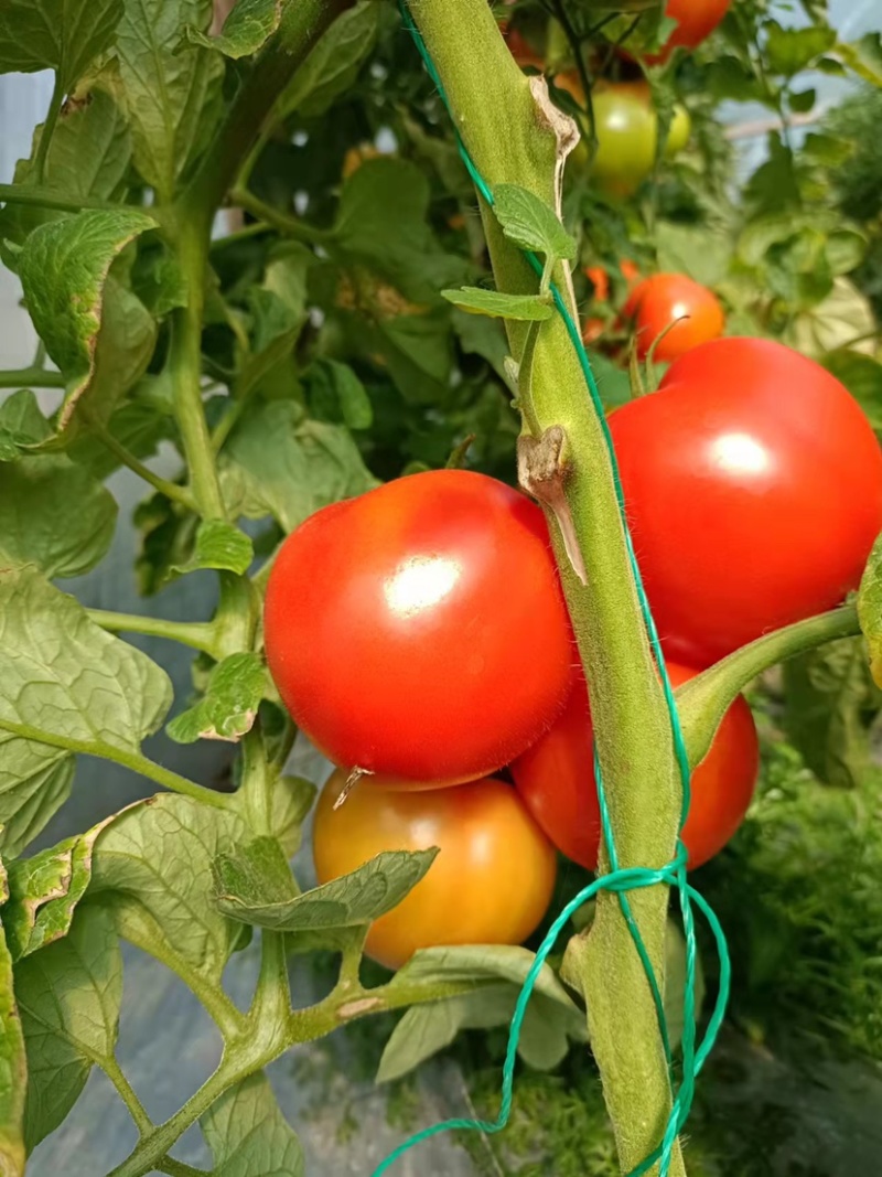 西红柿🍅