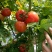 西红柿🍅