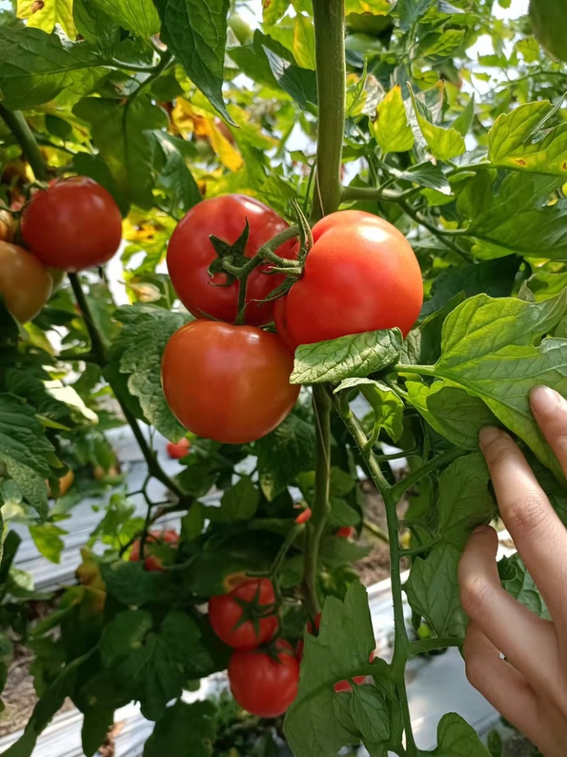 西红柿🍅