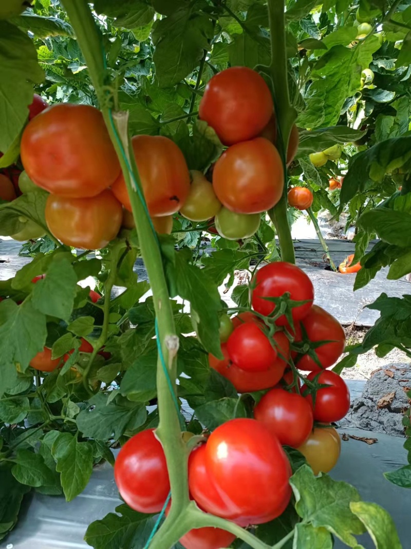 西红柿🍅