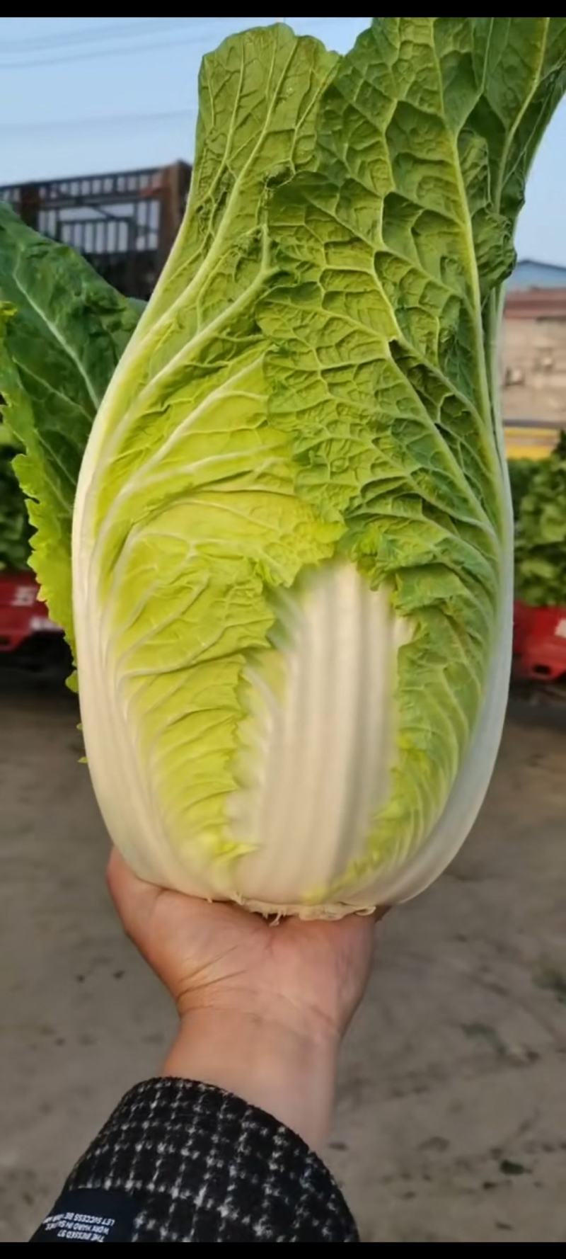 山东兰陵白菜黄心白菜大锦玲珑黄产地一手货源