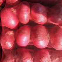 精品紫皮洋葱长年大量供应按要求配货稳定货源量大从优