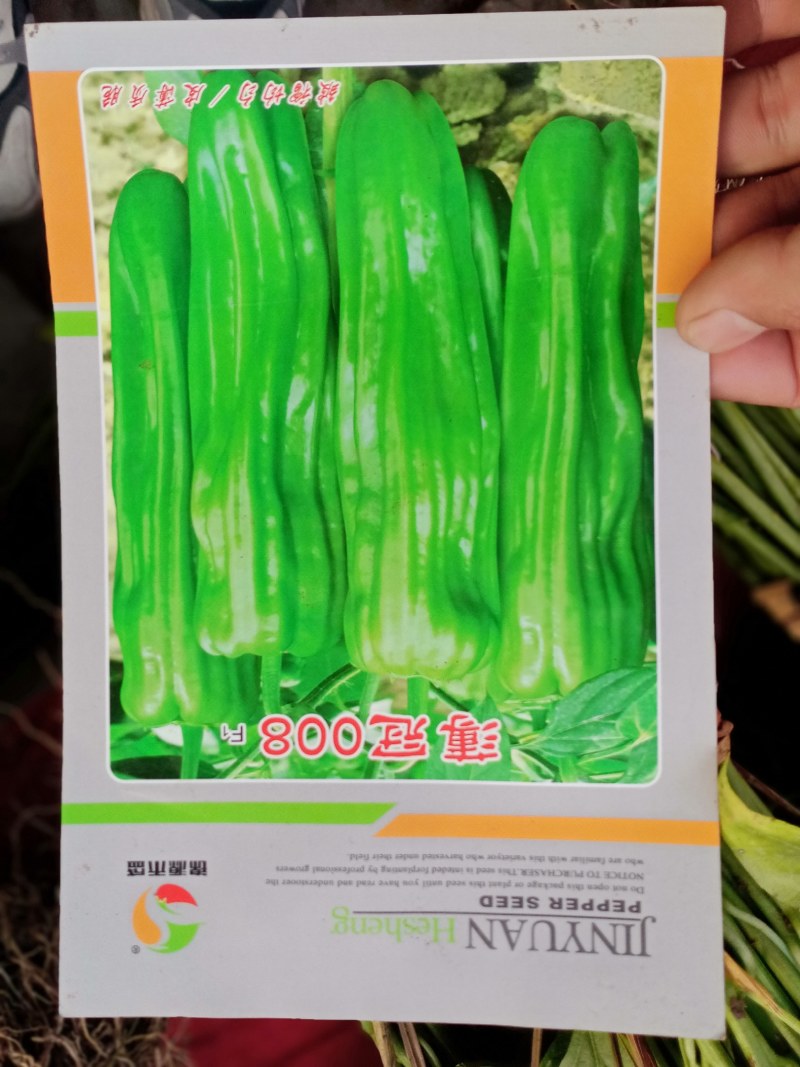 薄皮青椒苗自产自销批发客户，大量有货