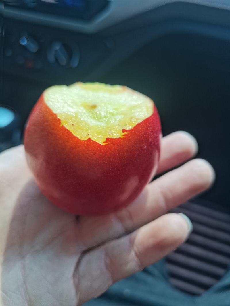 大连油桃大量上市，皮毛光亮，口感好，欢迎电商客商来收购