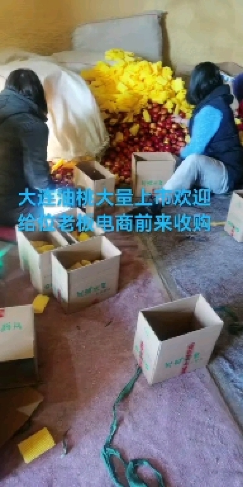 大连油桃大量上市，皮毛光亮，口感好，欢迎电商客商来收购