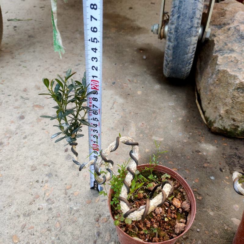雀舌黄杨小叶黄杨树基地自产直销量大有货原盆发货