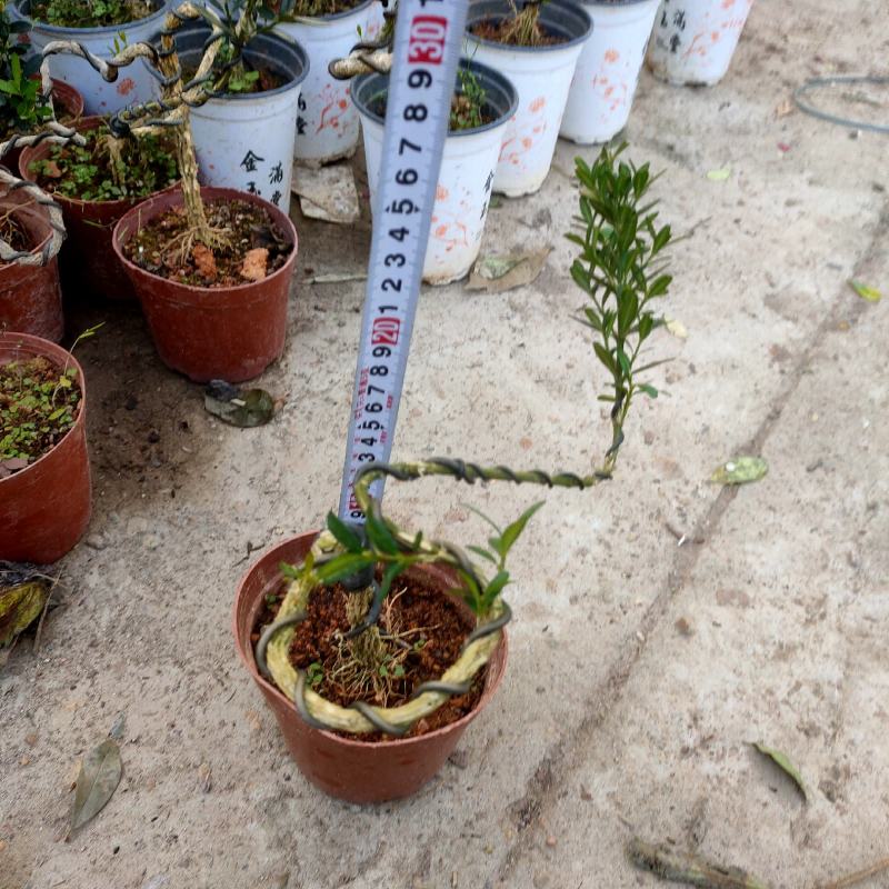 雀舌黄杨小叶黄杨树基地自产直销量大有货原盆发货