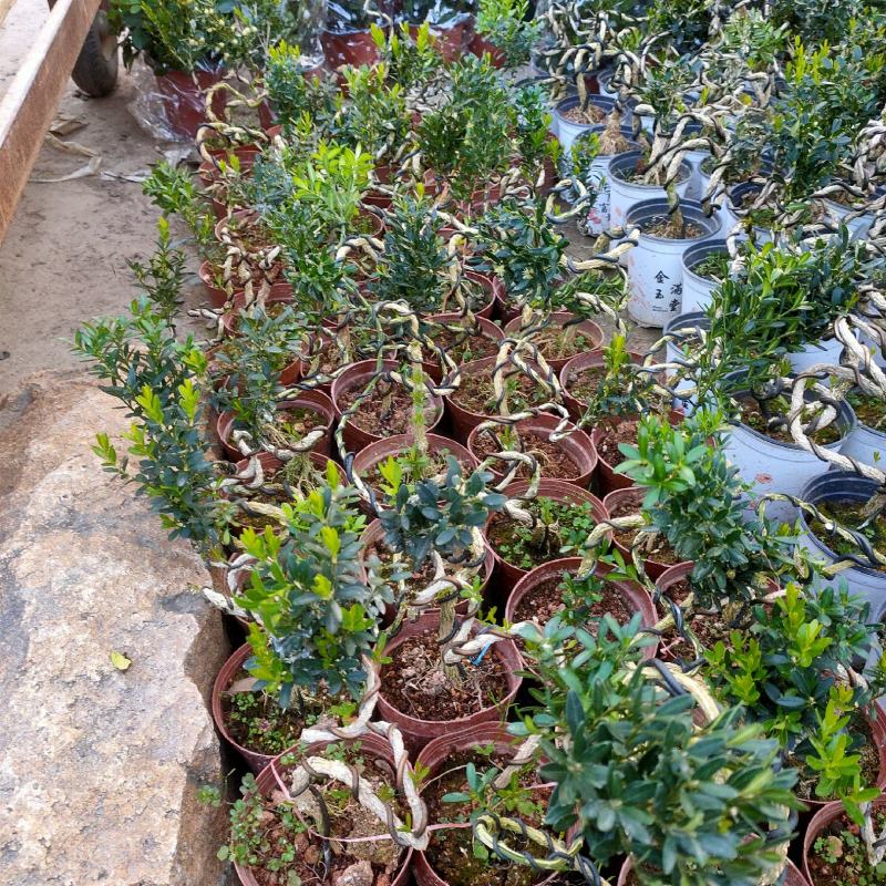 雀舌黄杨小叶黄杨树基地自产直销量大有货原盆发货