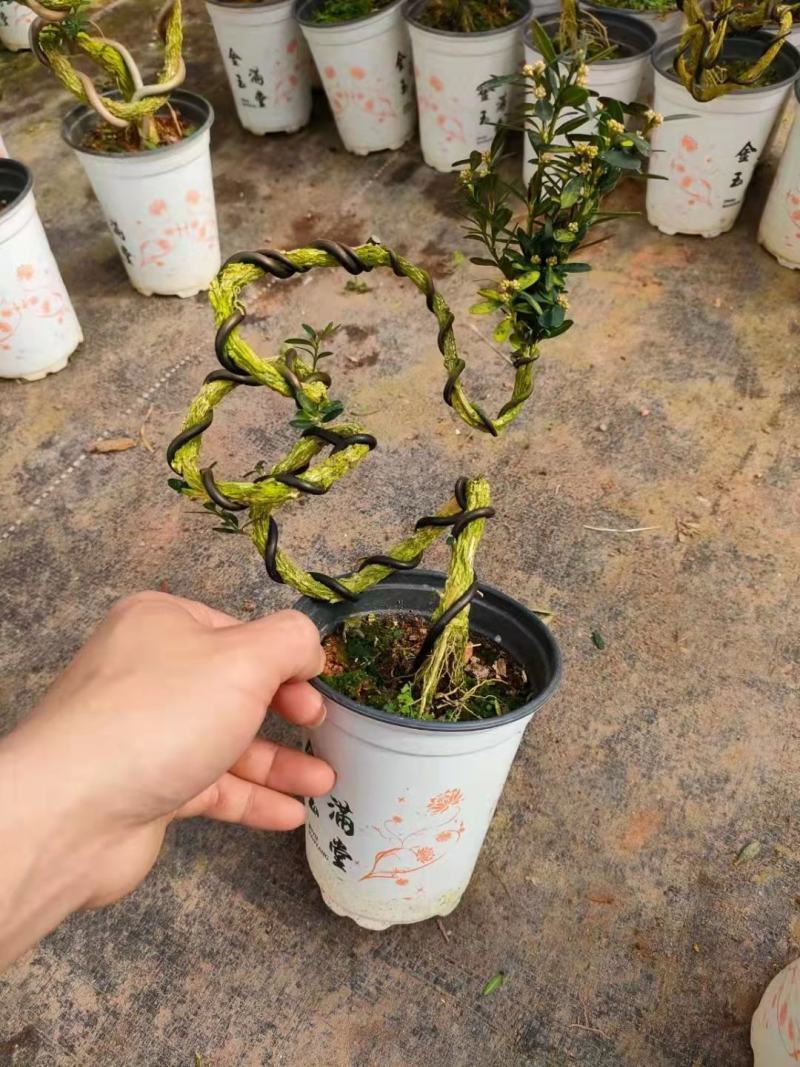 雀舌黄杨小叶黄杨树基地自产直销量大有货原盆发货