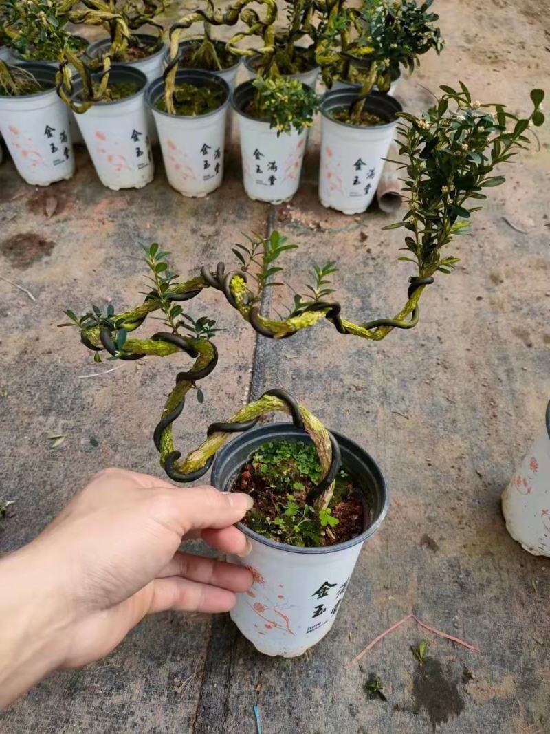 雀舌黄杨小叶黄杨树基地自产直销量大有货原盆发货