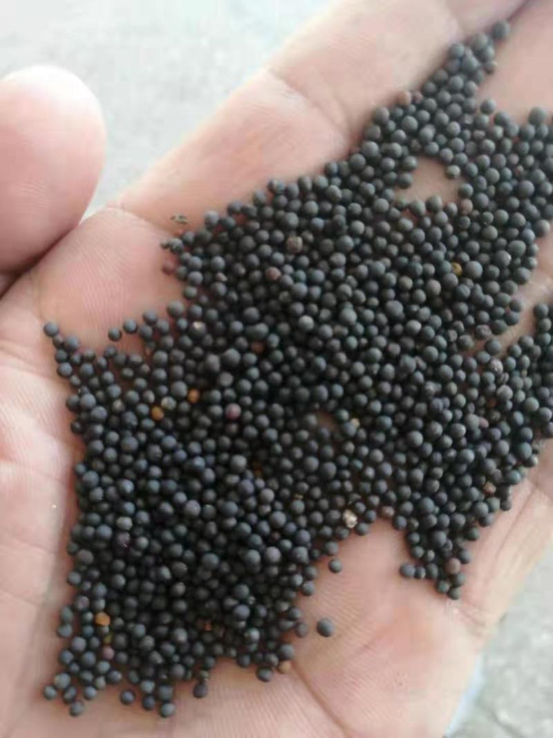 油菜籽湖北襄阳产地直销籽粒饱满油色金黄油香味浓