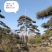 迎客松，泰山景松，假植苗，一条龙服务。大小规格齐全。