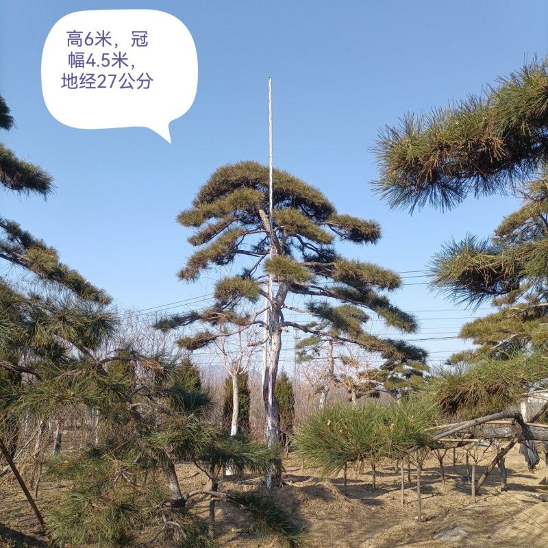 迎客松，泰山景松，假植苗，一条龙服务。大小规格齐全。