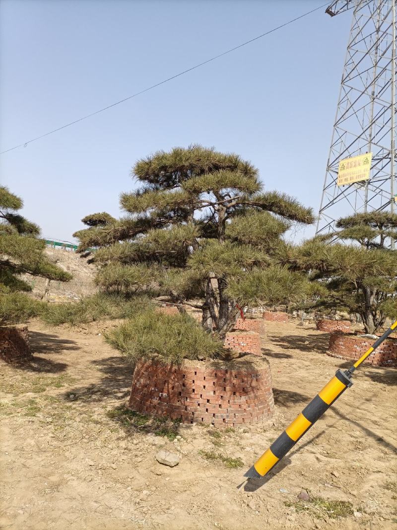 迎客松，泰山景松，假植苗，一条龙服务。大小规格齐全。