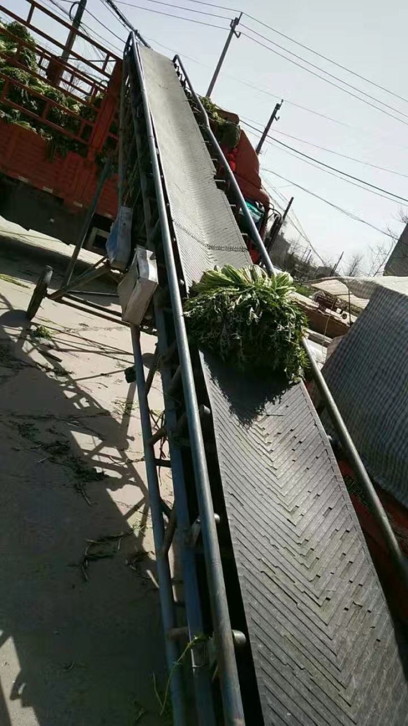 湖北雪里蕻襄阳蔬菜基地