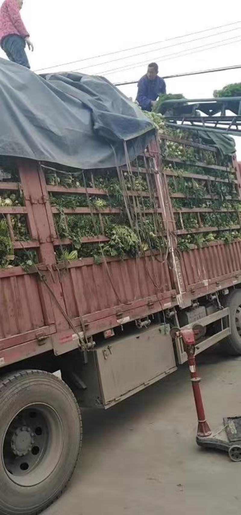 湖北雪里蕻襄阳蔬菜基地